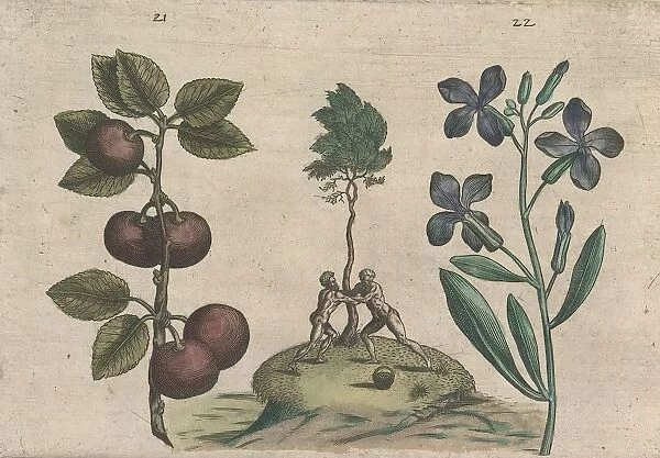 Plum Prunus wallflower Erysimum cheiri two naked men struggling