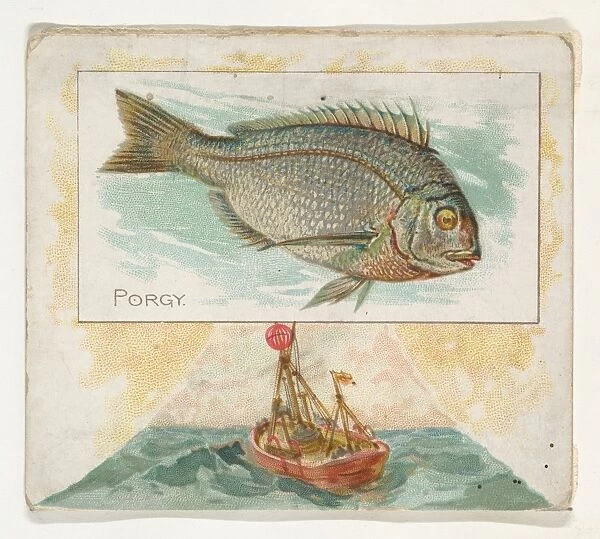 Porgy Fish American Waters series N39 Allen & Ginter Cigarettes