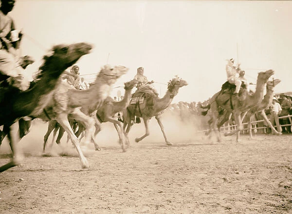 Race meeting horse camel Beersheba camel race