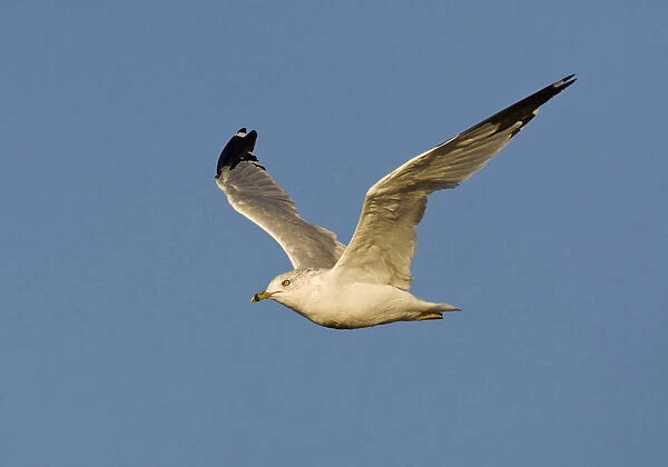Ring-billed Gull adult flying, Larus delawarensis