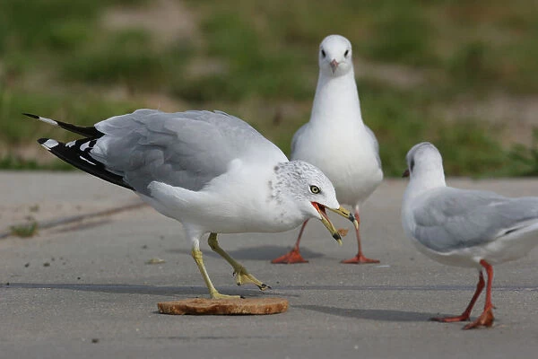 Ring-billed Gull quarreling about bread with Black-headed Gulls, Larus delawarensis