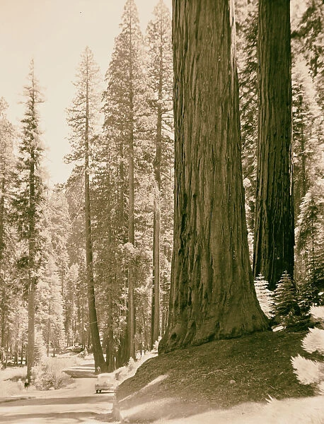 Sequoia National Park Sept 1957 tall trees motor road