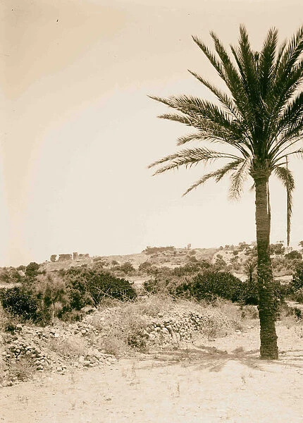 Southern Palestine Site Askalon 1900 Israel Ashḳelon
