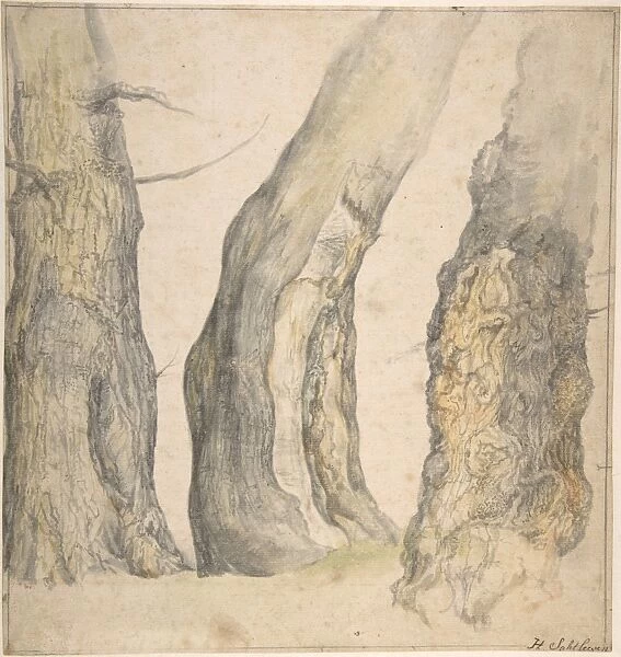 Study Three Old Gnarled Trees 1660 Watercolor
