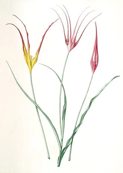 Tulipa cornuta, Tulipa acuminata; Tulipe a fleurs pointues; Turkish Tulip, Redoute