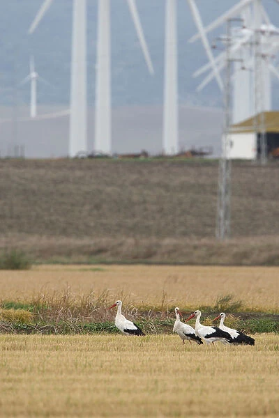 White Stork group infront of windmills, Ciconia ciconia