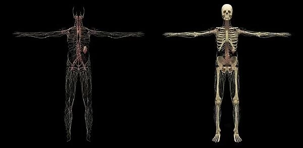 3D rendering of human lymphatic system