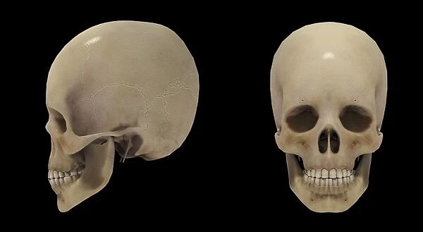 3D rendering of human skull