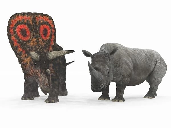An adult Torosaurus compared to a modern adult White Rhinoceros