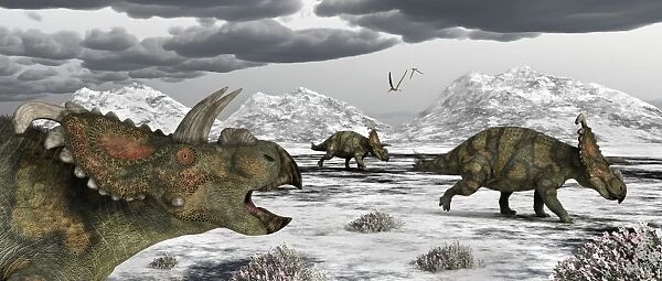 Albertaceratops during their winter migration