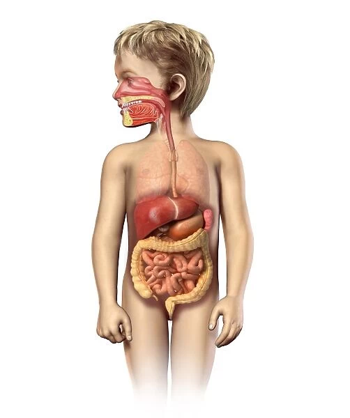 Anatomy of a childs full digestive system