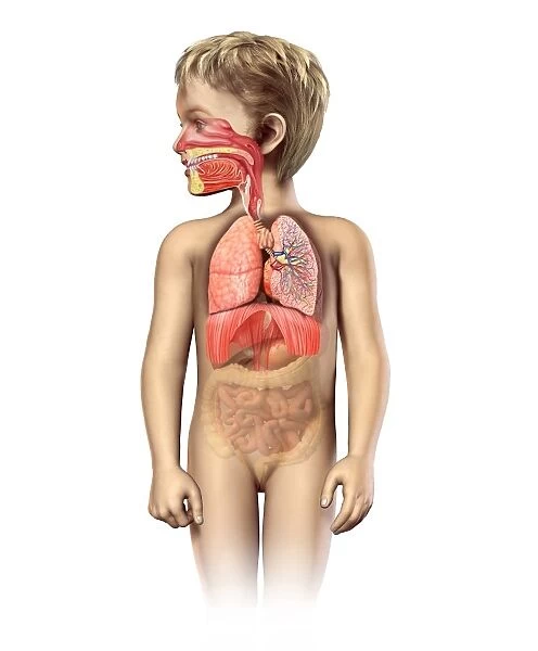 Anatomy of a childs full respiratory system