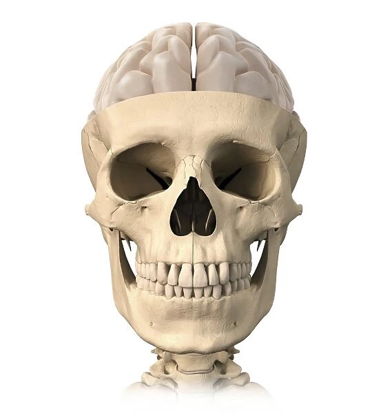 Anatomy of human skull, cutaway view with half brain showing