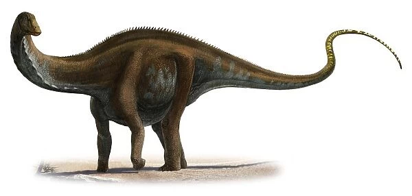 Apatosaurus excelsus, a prehistoric era dinosaur