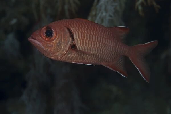 A bigscale soldierfish, Fiji