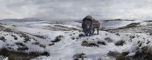A Bison latifrons in a winter landscape during the Pleistocene epoch