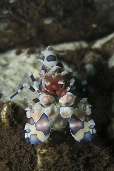 Blue spotted harlequin shrimp, Bali, Indonesia