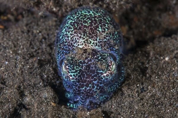 A bobtail squid emerges from the sandy seafloor