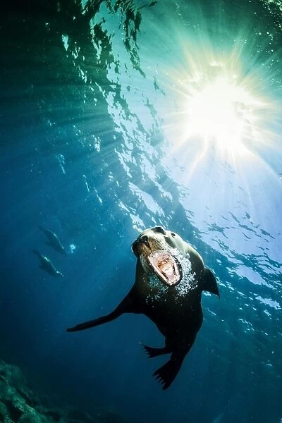 California sea lion, La Paz, Mexico