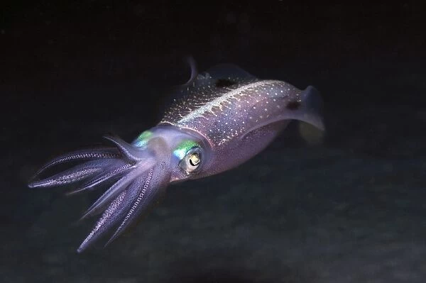 Caribbean Reef Squid at night on reef
