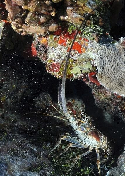 Caribbean Spiny Lobster on Caribbean reef