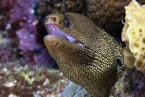 Close-up view of a Goldentail Moray Eel, Bonaire, Caribbean Netherlands