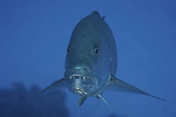 Close-up front view of a large Cubera Snapper