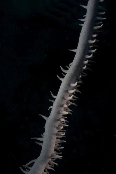 Close-up view of a Whip Coral
