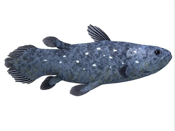Coelacanth fish against white background