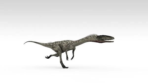 Coelophysis dinosaur, white background