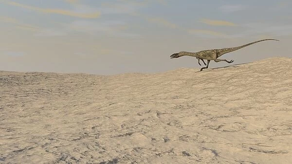 Coelophysis running across a barren desert