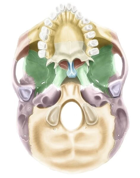Colored base of human skull, inferior view