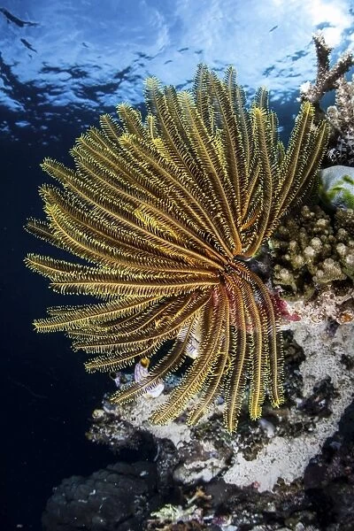 A colorful crinoid clings to a reef dropoff in Raja Ampat