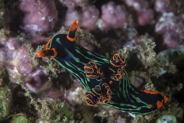 A colorful nudibranch crawls slowly across a reef