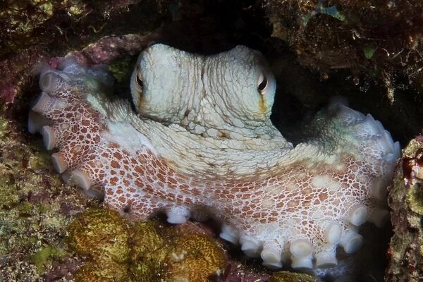 Common Octopus guards its lair