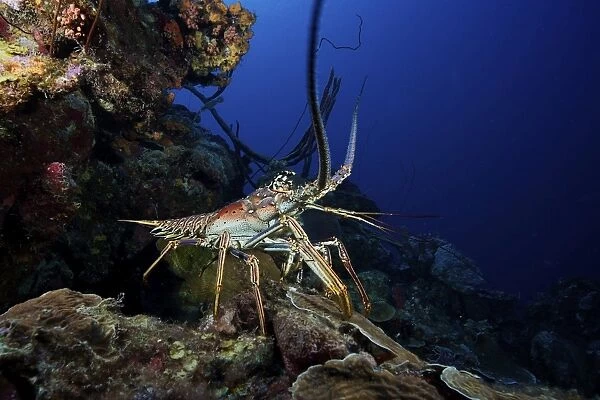 A common spiny lobster backs his way into the protection of the reef