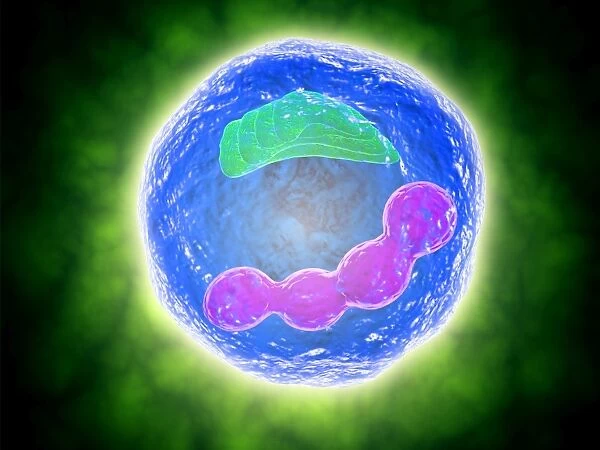 Conceptual image of human cell