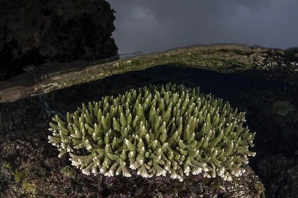 A coral colony grows in shallow water in the Solomon Islands