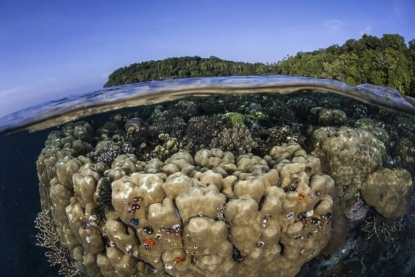 A coral reef grows in shallow water in the Solomon Islands