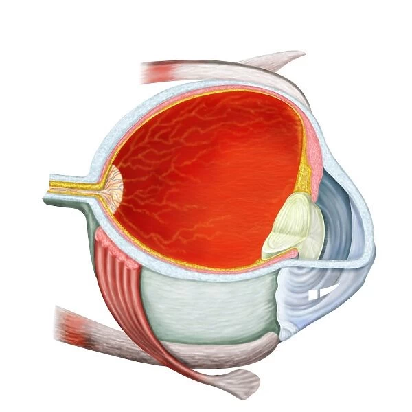 Cross section of human eye