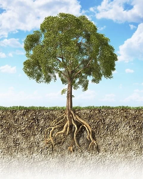 Cross section of soil showing a tree with its roots