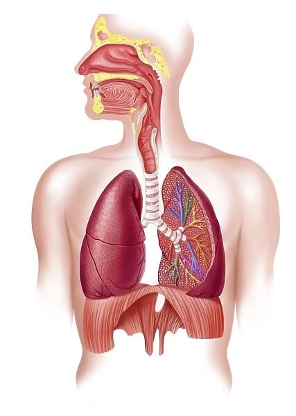 Cutaway diagram of human respiratory system