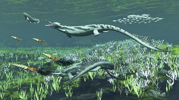 Cymbospondylus, a very large and early Triassic ichthyosaur