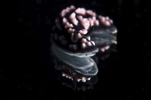 Detailed view of a beautiful nudibranch reflection captured on a mirror