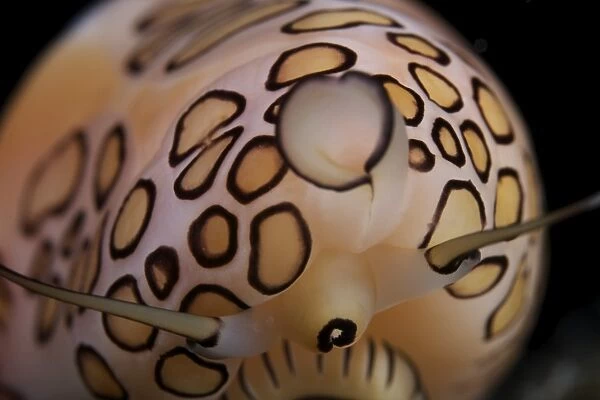 Detailed view of a Flamingo Tongue Snail