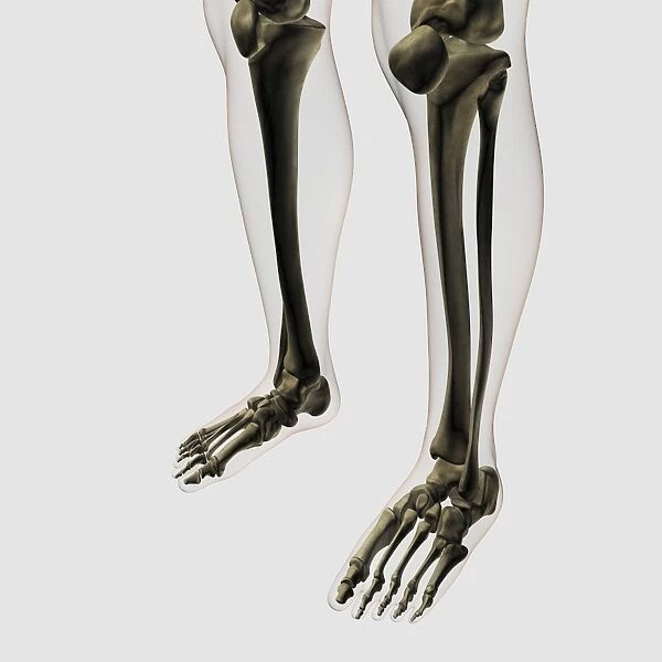 Three dimensional view of human leg and feet bones