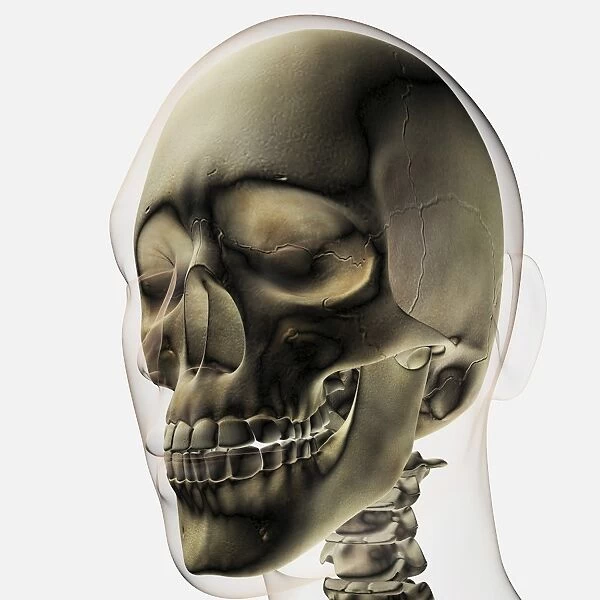 Three dimensional view of human skull and teeth