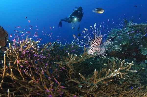 A diver looks on at a lionfish hovering above staghorn coral, Indonesia