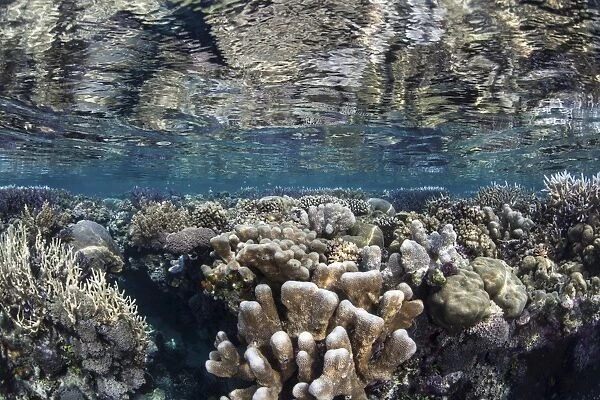A diverse coral reef grows in shallow water in the Solomon Islands
