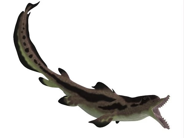 Edestus shark of the Carboniferous period